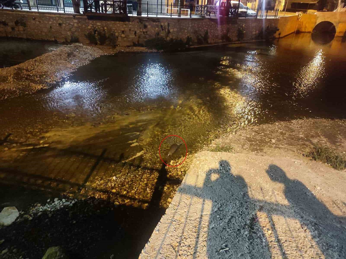 Konya Bozkır’da Çarşamba Çayı’nda su samuru ailesi görüntülendi