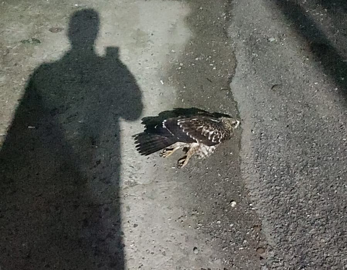 Sinop'ta AFAD binası önünde bulunan yaralı doğan tedavi altına alındı