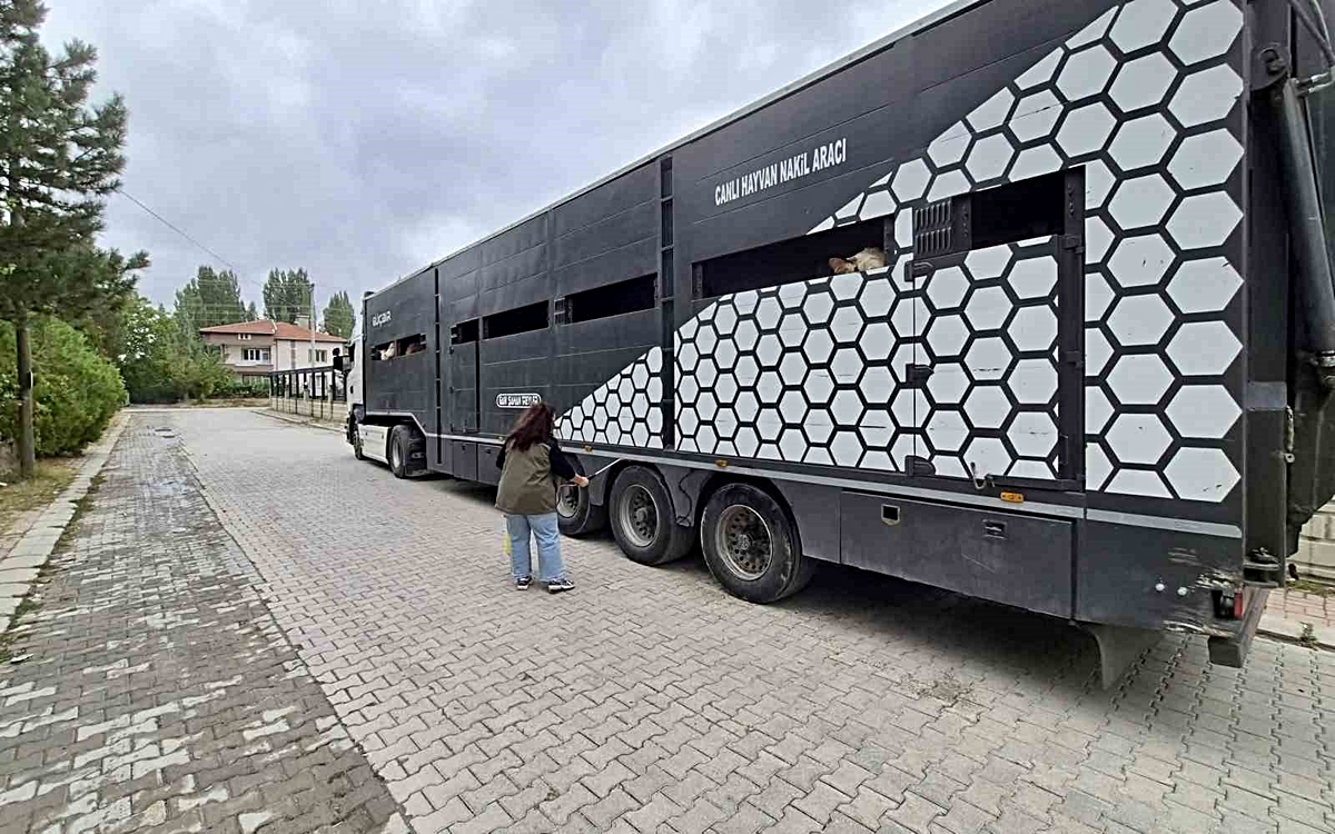 Afyonkarahisar Sinanpaşa'da hayvan sevklerinde sağlık ve belge denetimi sürüyor