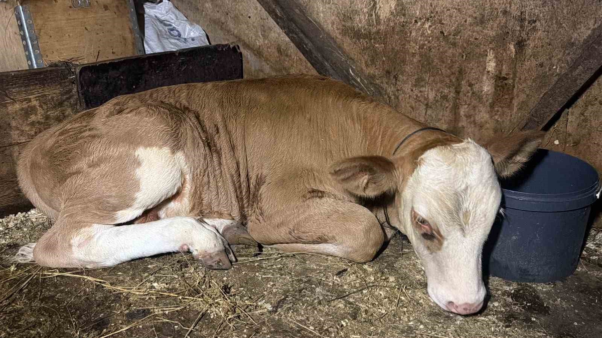 Artvin'de dereye düşen buzağı vatandaşlarca kurtarıldı