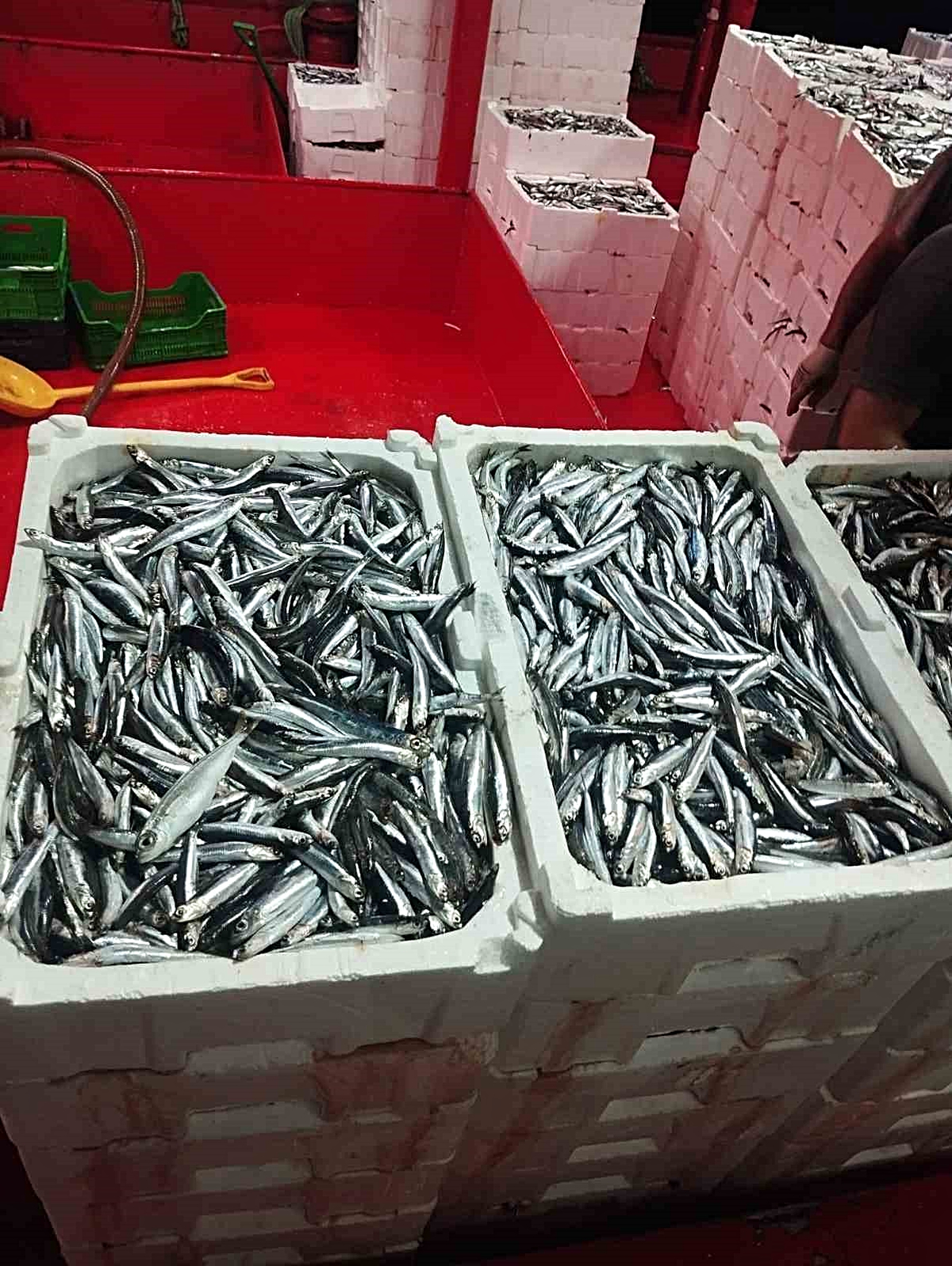 Aydın Didim'de hamsi kotası denetiminde balıkçıların avladığı hamsilerin boyu ölçüldü