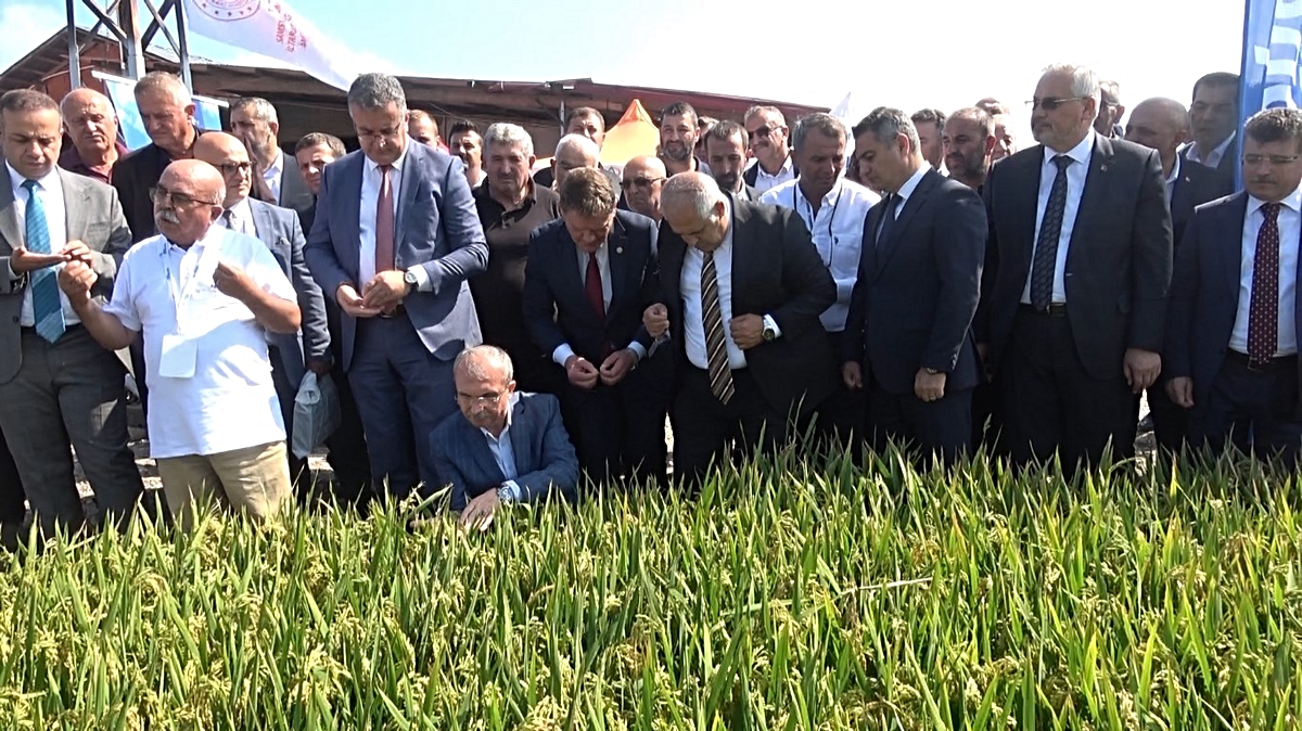 Bafra'da 400 bin liralık bağışla Osman Akbaş Türkiye'nin ilk çeltik ağası oldu