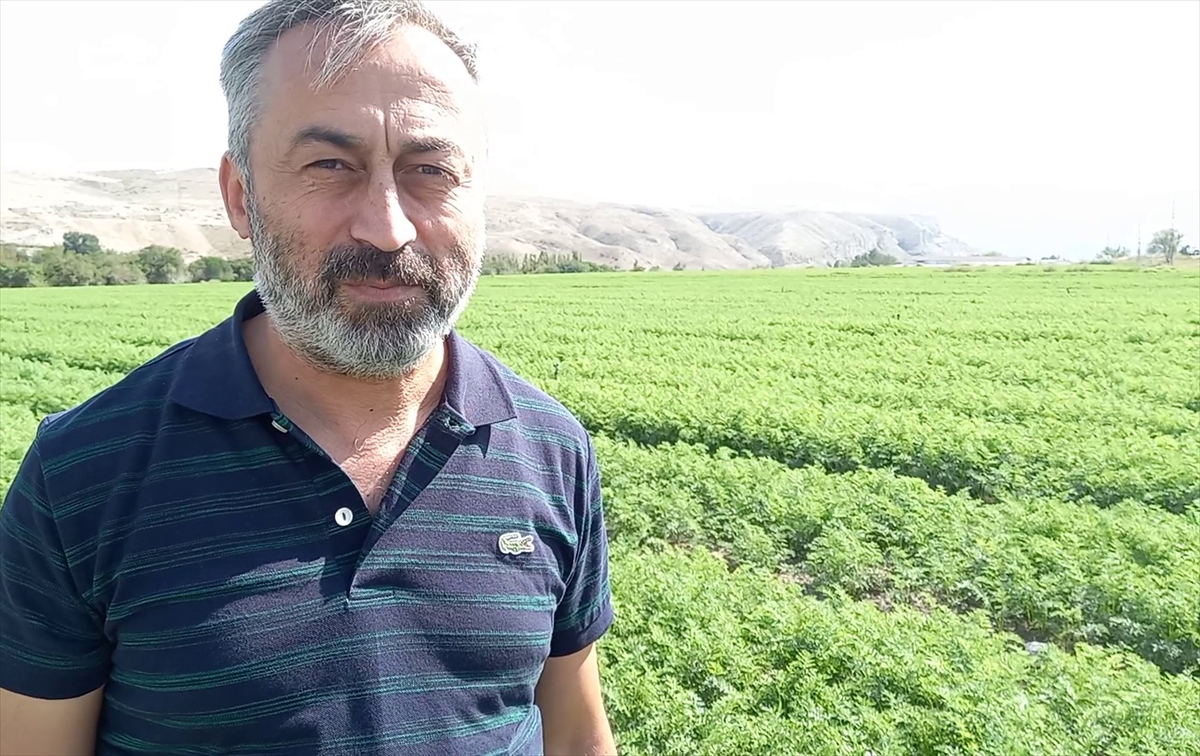 Beypazarı Ziraat Odası Başkanı, 612 bin 578 dekar alanda üretim yapıldığını bildirdi.