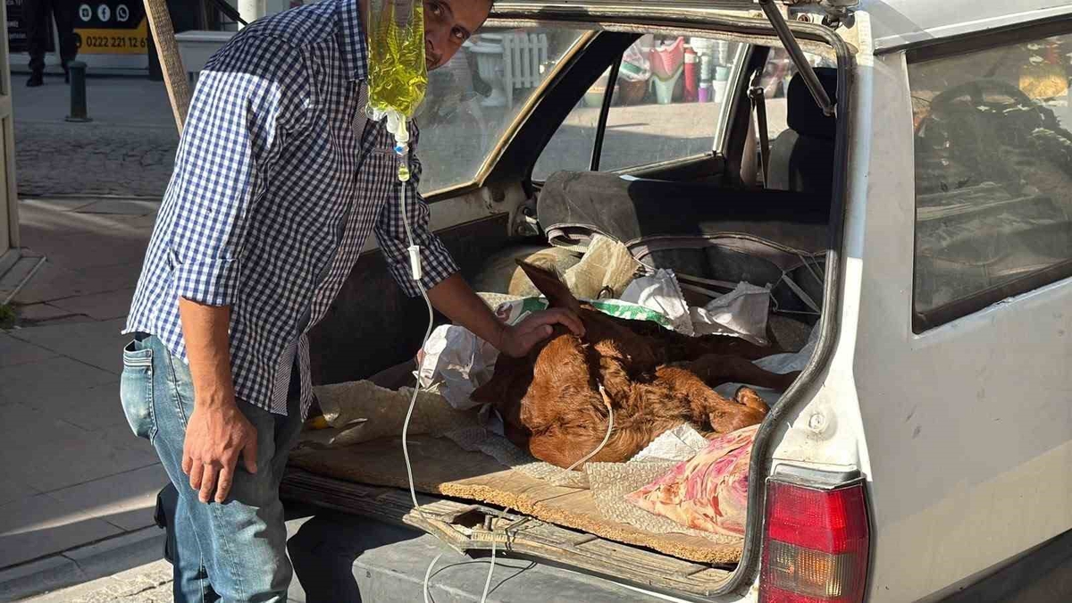 Eskişehir'de rahatsızlanan Kezban adlı buzağı otomobil bagajında veterinere götürüldü