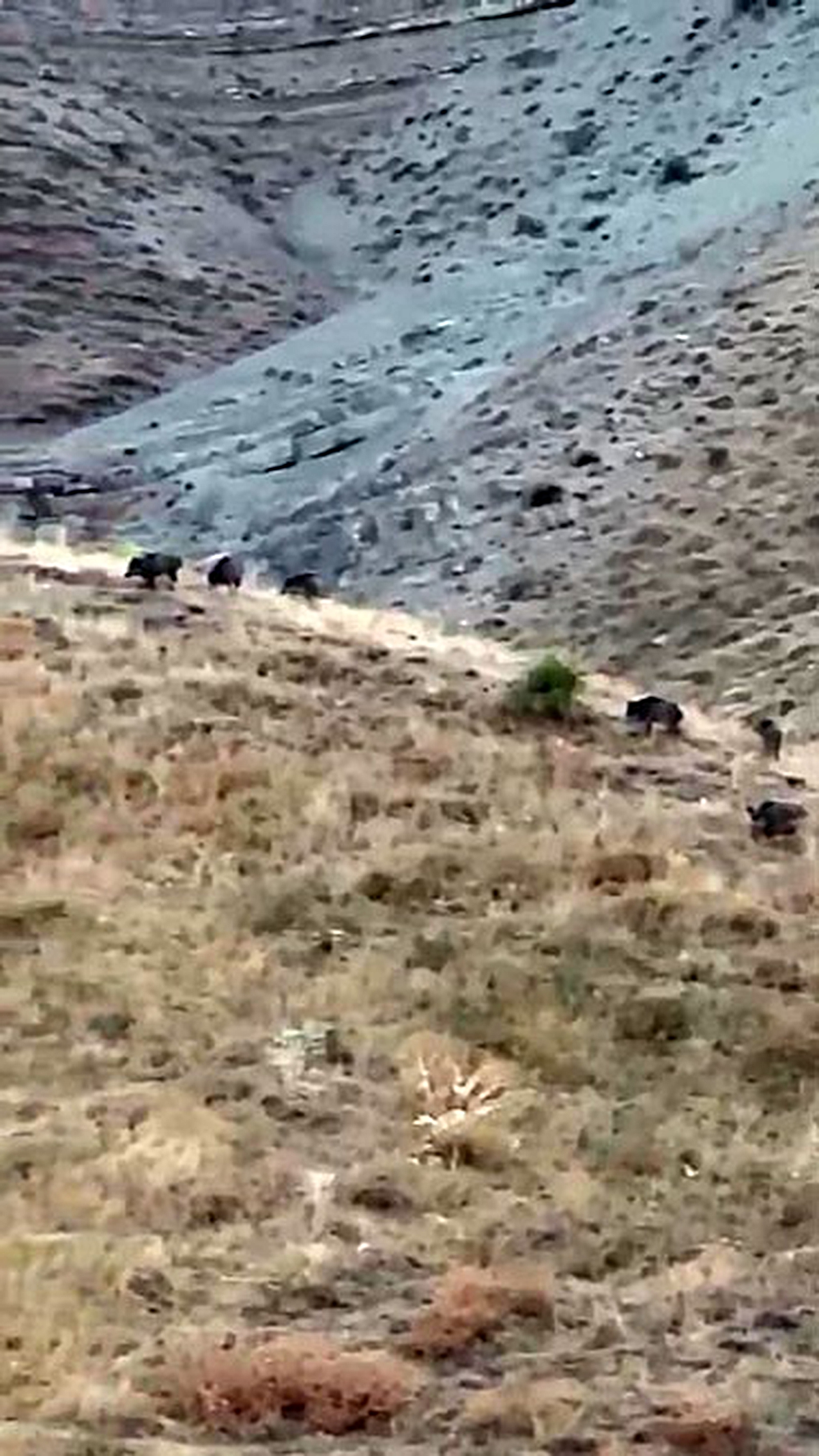 Hakkari Yüksekova'da hasada günler kala domuz sürüsü elma bahçesini talan etti
