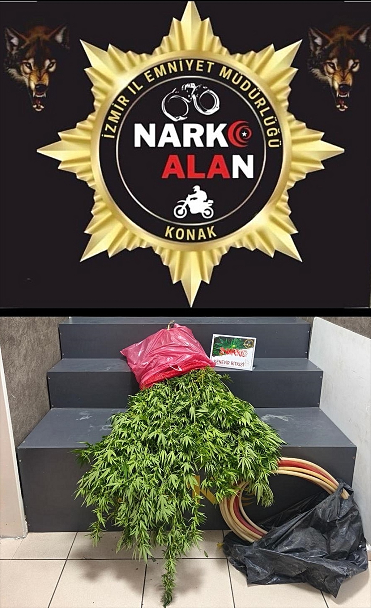 İzmir Konak'ta bahçede 40 kök kenevir bulundu, gözaltına alınan şüpheli tutuklandı
