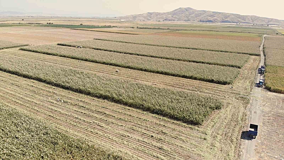 Kahramanmaraş Türkoğlu'nda ak darı hasadı başladı, dönümde 350-500 kg verim alınıyor