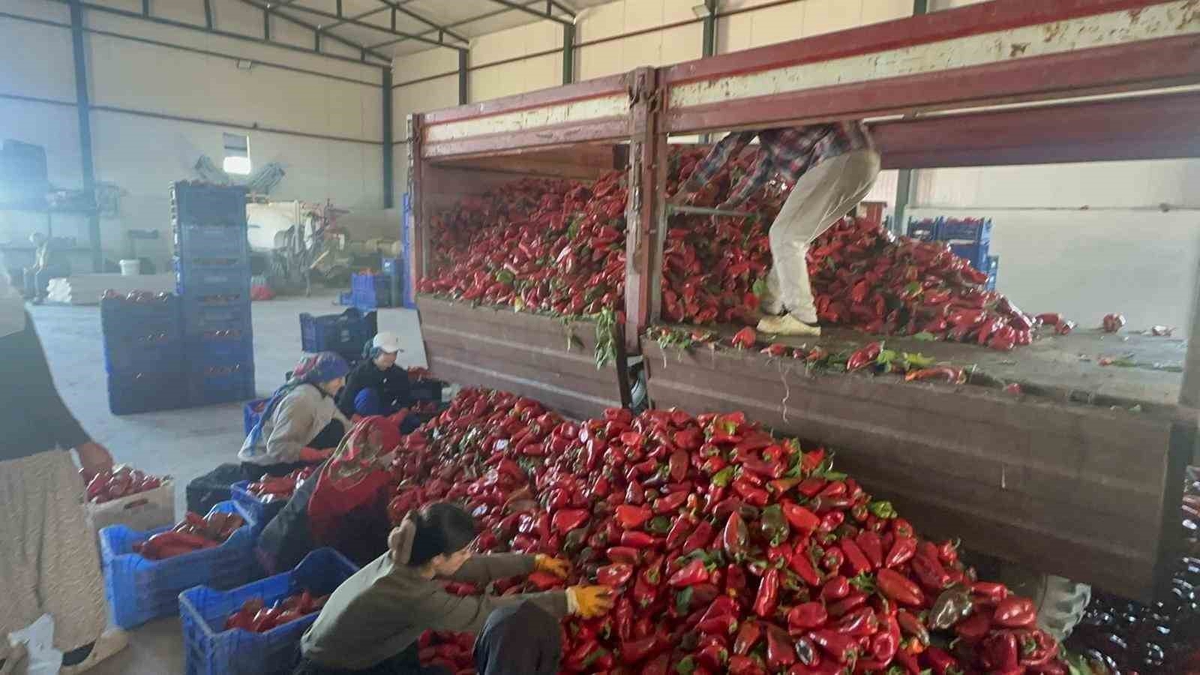 Karacabey'de salçalık biber hasadı sürüyor, çıkış fiyatı 35-40 lira olmalı
