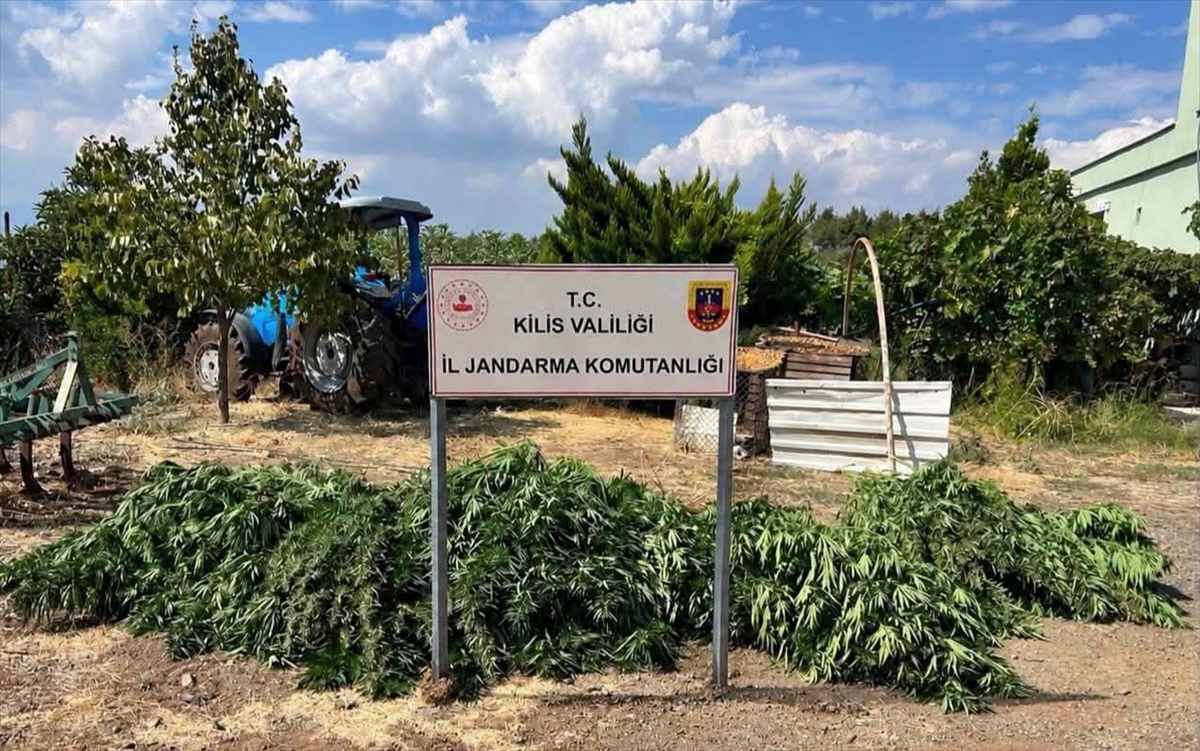 Kilis'te jandarma ekipleri, 40 kilo 500 gram esrar ve 65 kök kenevir ele geçirdi