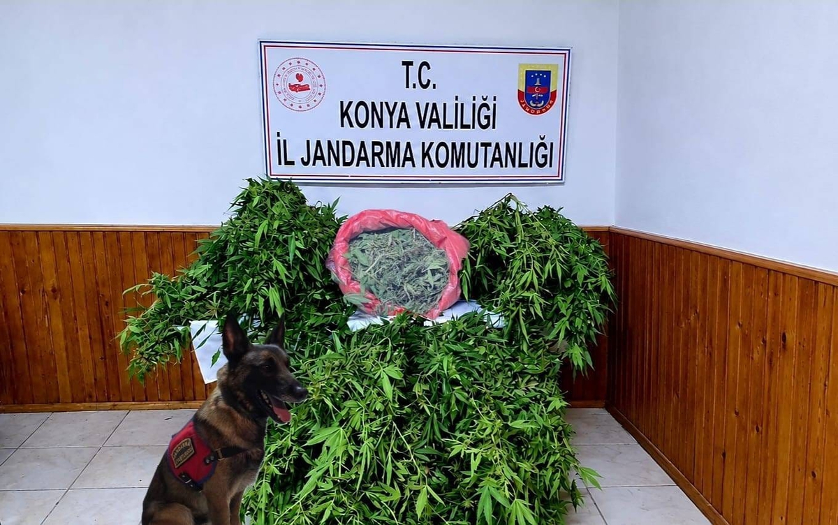 Konya Ereğli'de 35 kök kenevir ele geçirildi, 1 şüpheli gözaltına alındı