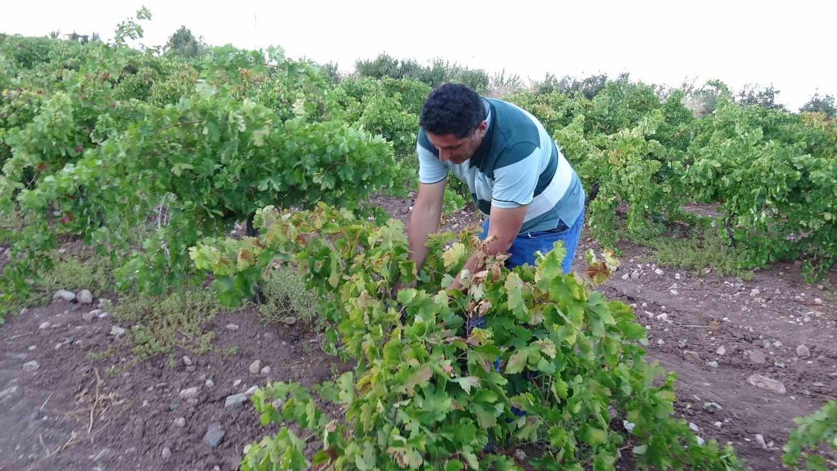 Malatya Hekimhan'da üzüm hasadı: kurutmalık 600 TL