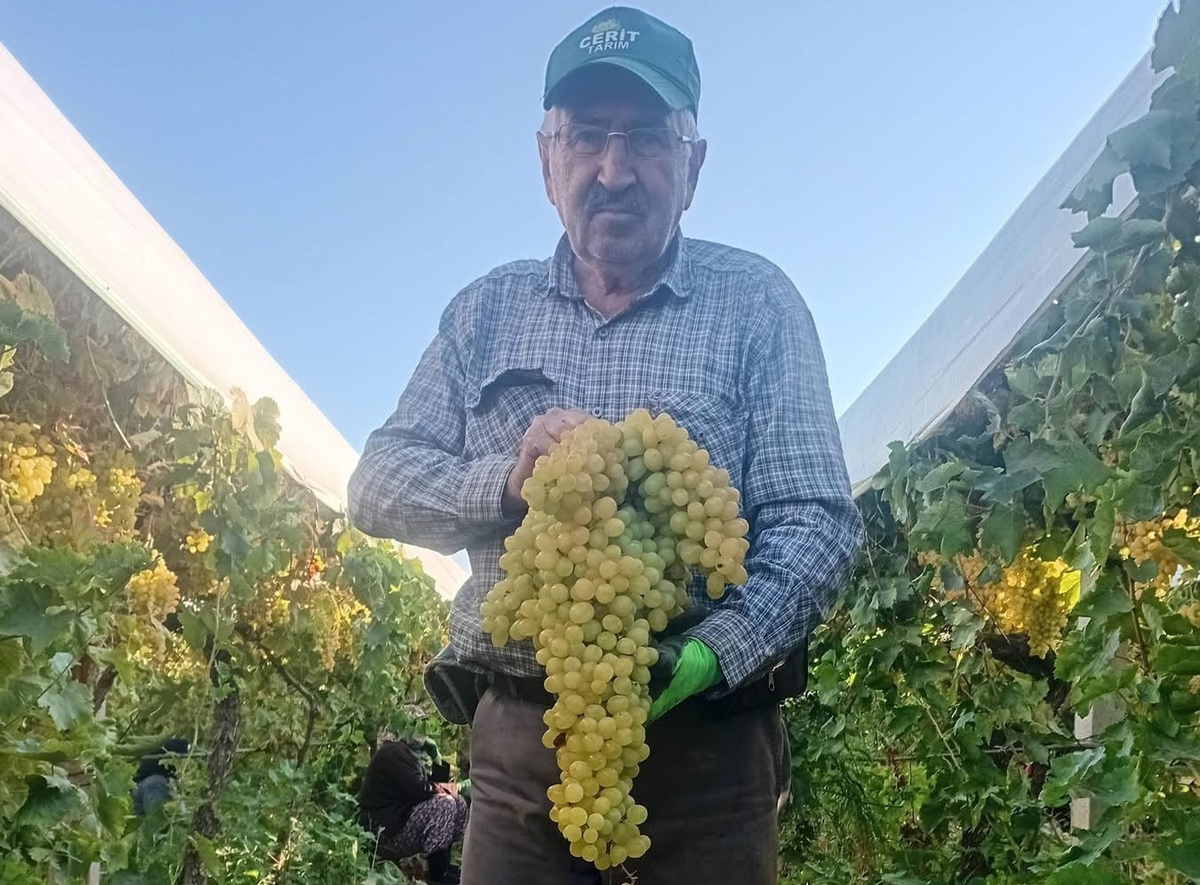 Manisa Sarıgöl'de üretici Necati Coşkun'un bağında 5,5 kiloluk üzüm salkımı bulundu