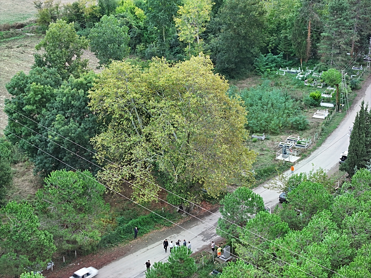 Samsun Alaçam'da belediye, 630 ve 450 yıllık çınarların anıt ağaç tescili için başvurdu