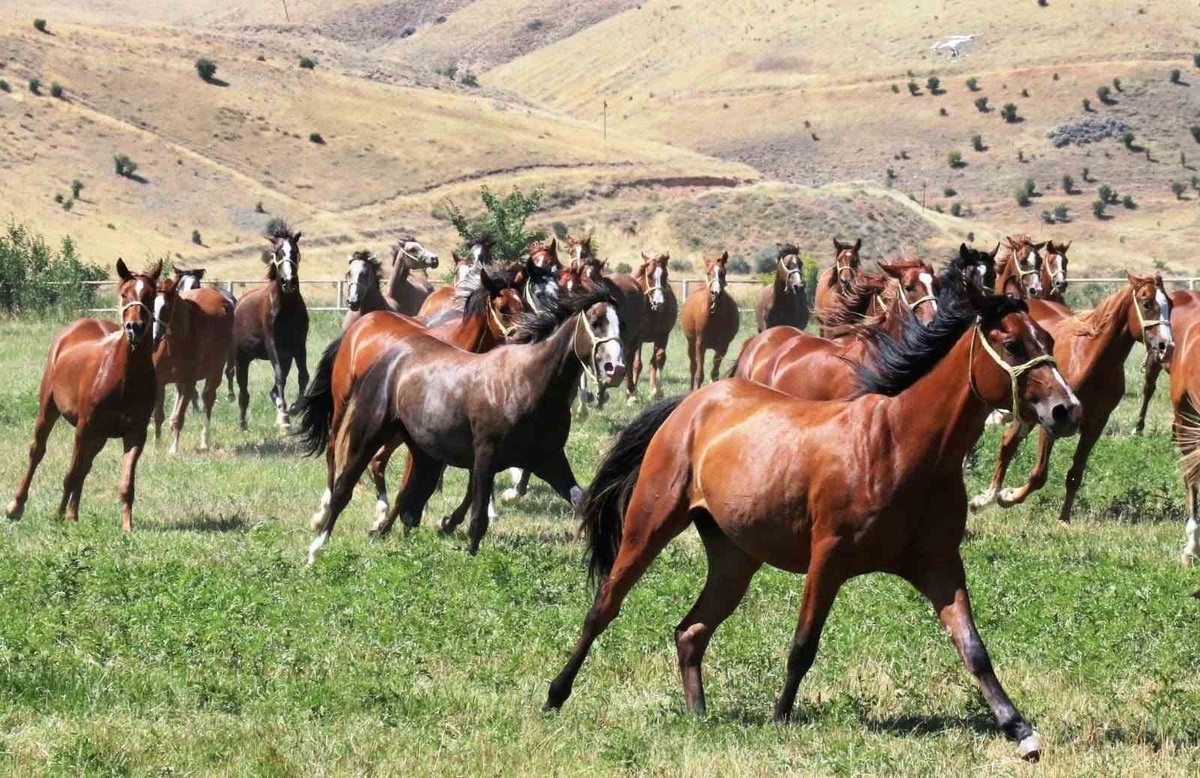 Sultansuyu’nun 15 erkek Arap koşu tayı 22 Eylül 2026’da açık artırmayla satılacak