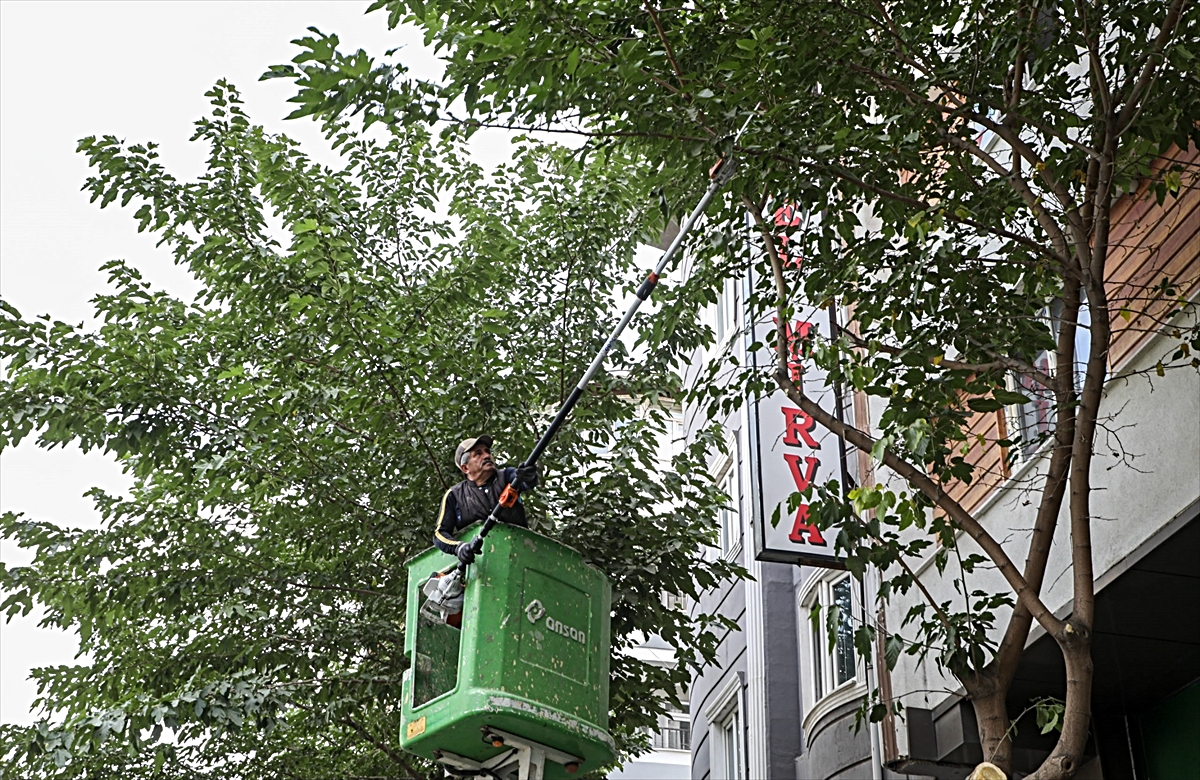 Van Büyükşehir Belediyesi, Zübeyde Hanım Caddesi'nde ağaç budama çalışması yaptı
