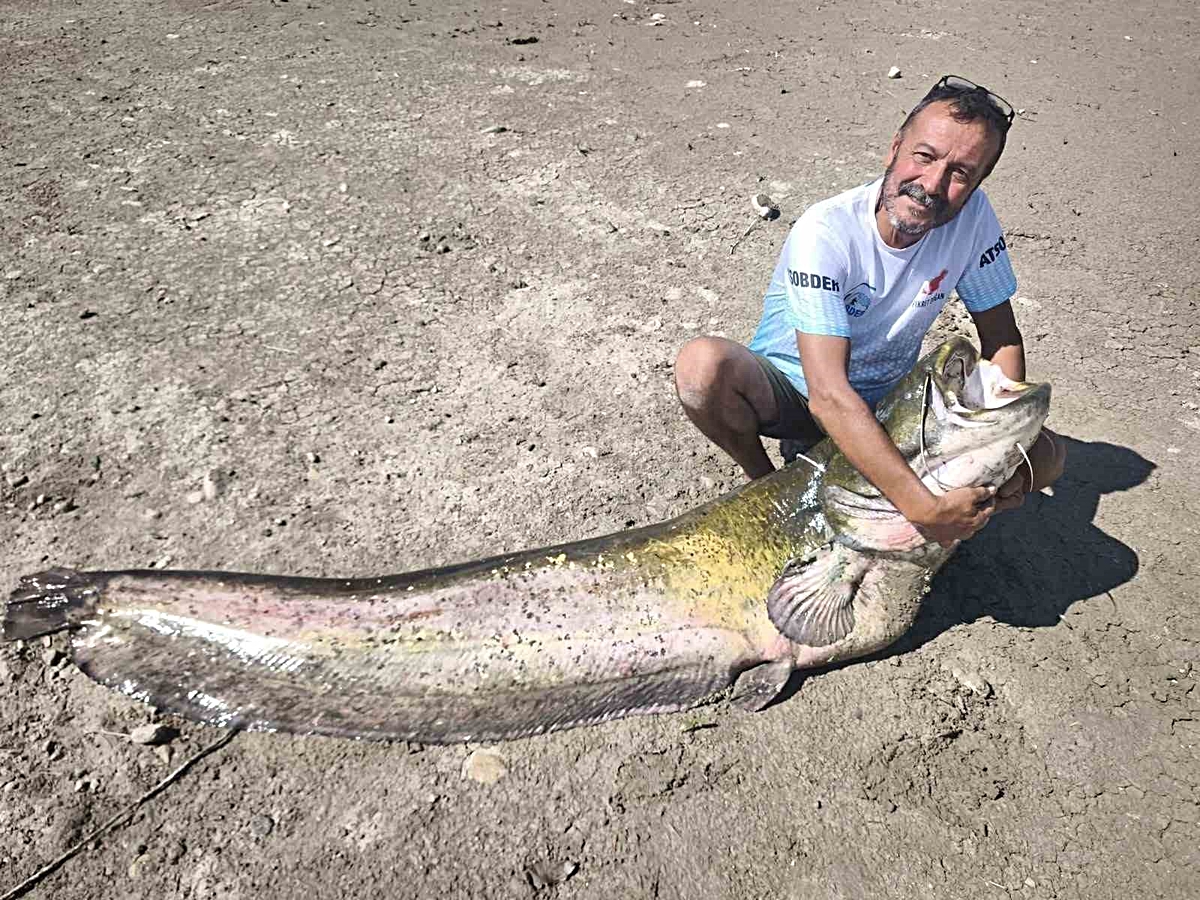 Denizli'de üç balıkçı yaklaşık 120 ve 85 kiloluk iki yayın balığını suya bıraktı