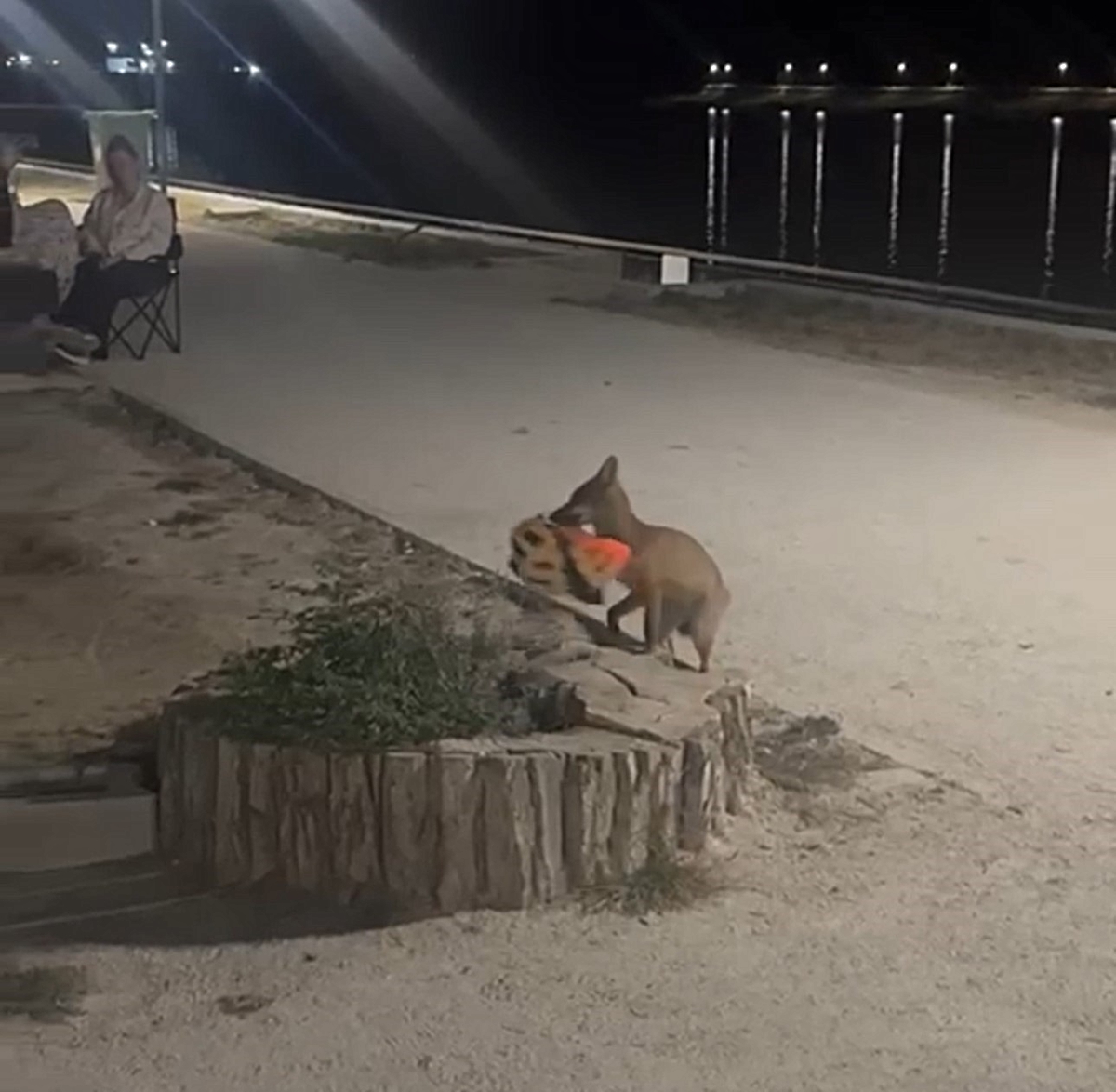 Edirne'de yavru tilki bisikletçinin kaskını kapıp kaçtı, sahibi yetişemedi