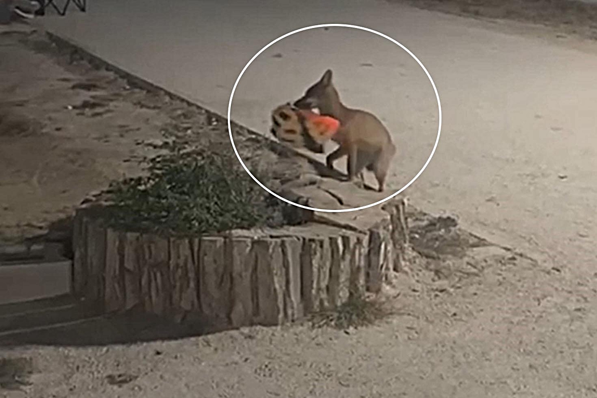 Edirne'de yavru tilki bisikletçinin kaskını kapıp kaçtı, sahibi yetişemedi