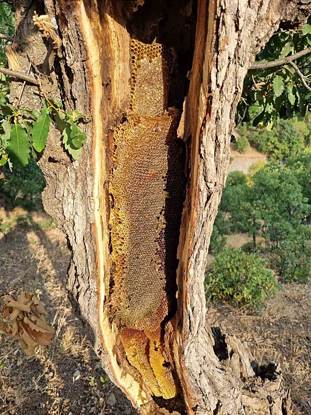 Elazığ Palu'da yaşlı ağaçtan kilolarca doğal bal çıktı