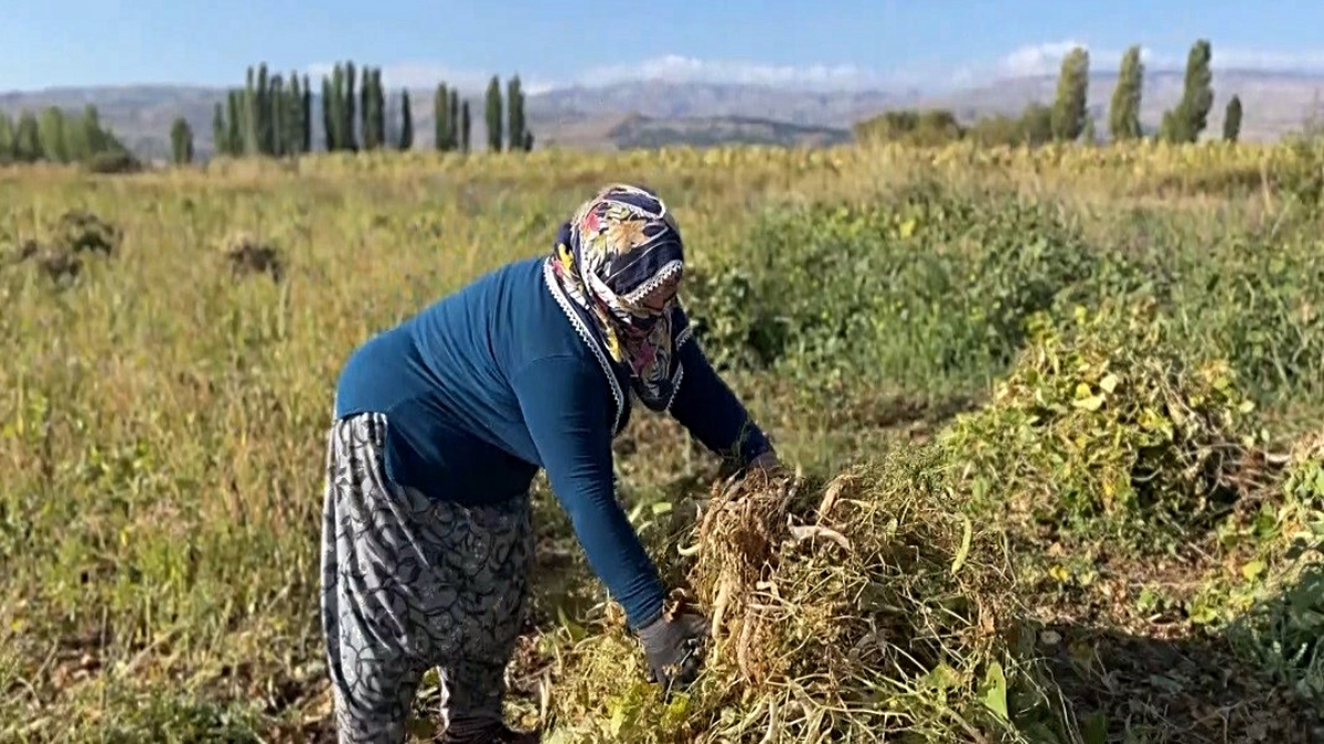 Erzincan Çayırlı'da beyaz kuru fasulye hasadı başladı, ekimi mayısta yapıldı