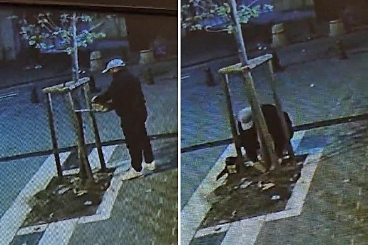 Vitrin görünmüyor diye ağacı kesti! O anlar kamerada