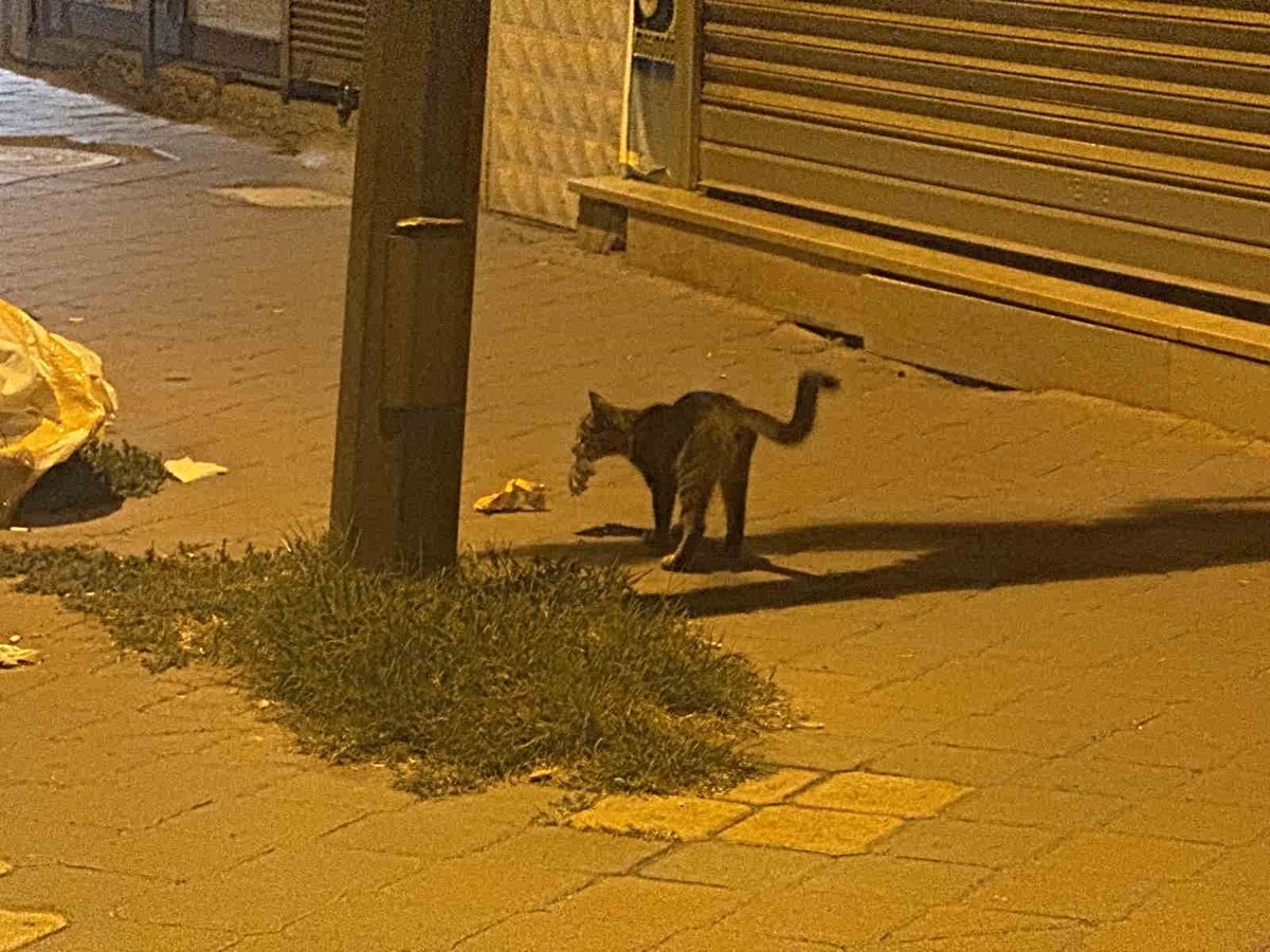Iğdır Cumhuriyet Mahallesi'nde kedi, yakaladığı fareyle 20 dakika oynadı