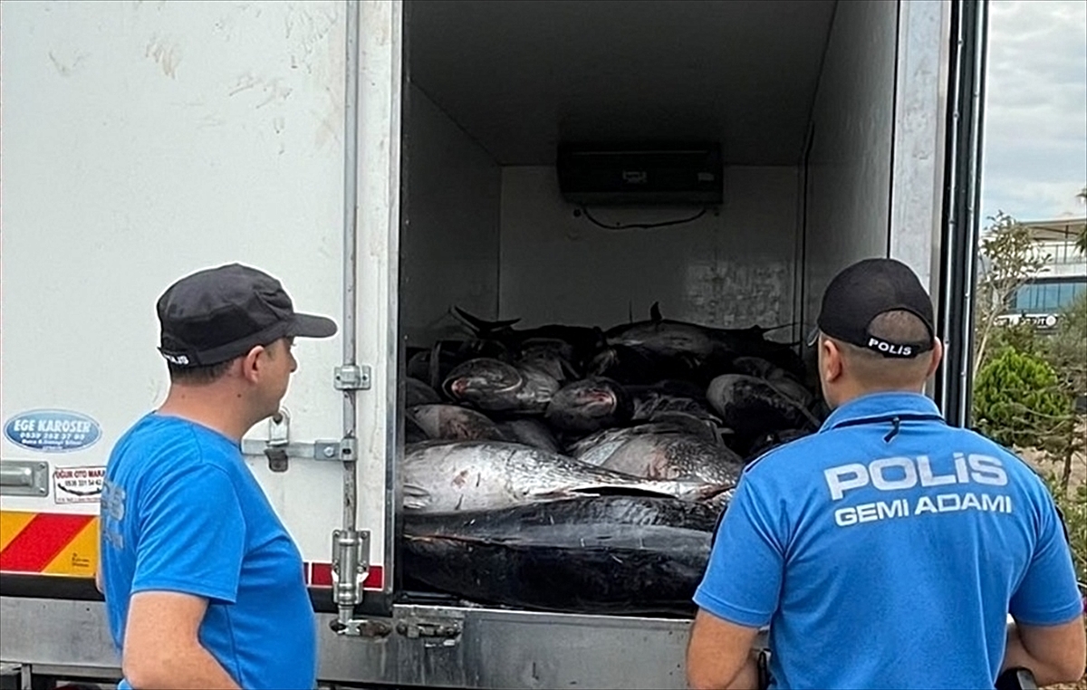 İzmir Güzelbahçe'de 3 ton orkinos ele geçirildi, 2 kişi hakkında işlem başlatıldı.