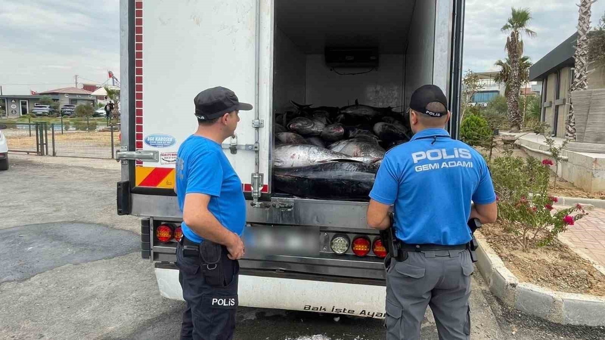 İzmir Güzelbahçe'de deniz polisi 3 ton kaçak mavi yüzgeçli orkinos ele geçirdi