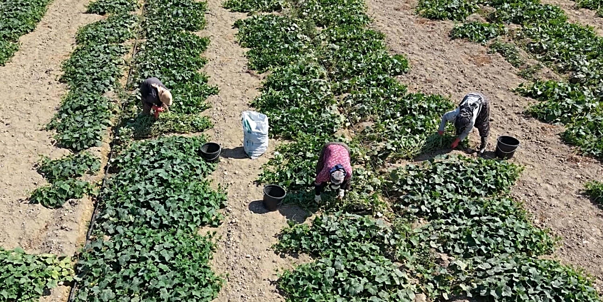 İzmir Ödemiş'te salatalık üreticileri güz hasadına başladı, fiyatlar geriye geldi