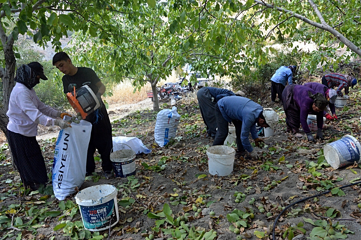 Kahramanmaraş Çağlayancerit'te ceviz hasadı başladı, 8 bin ton bekleniyor