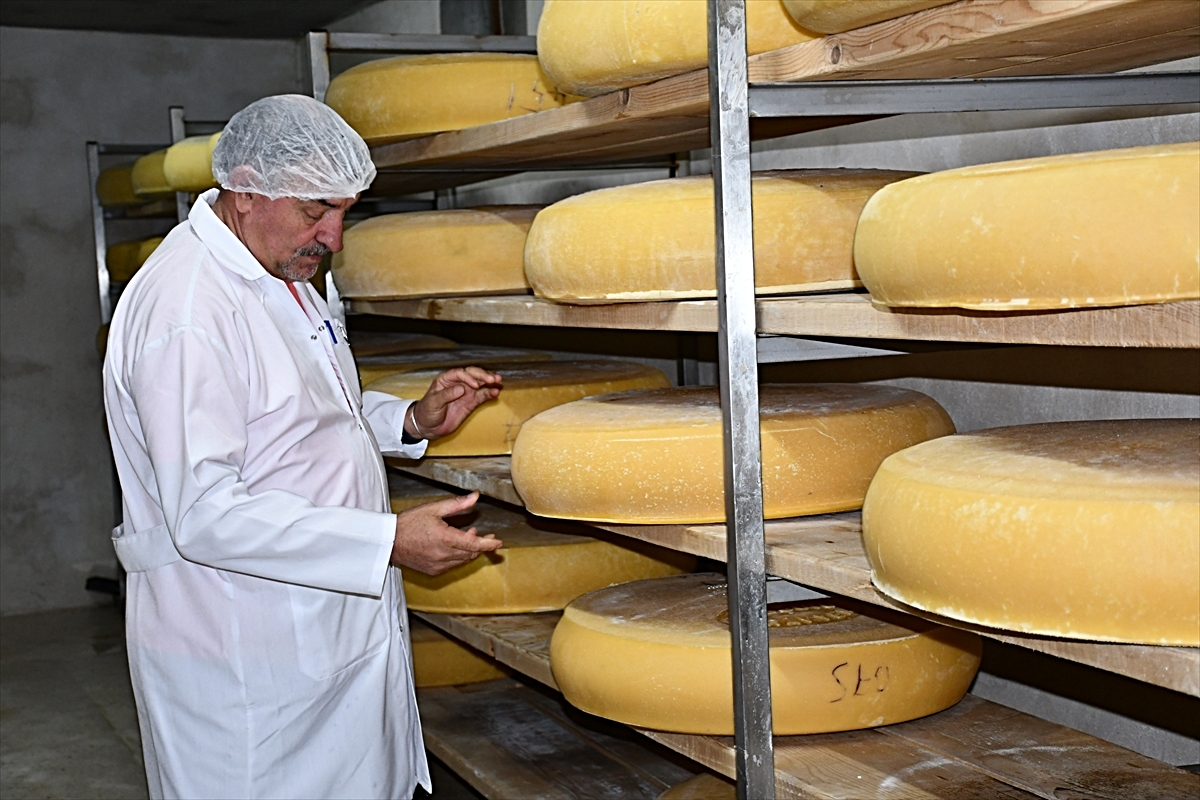 Kars'ın Boğatepe köyünde yıllık 400-500 ton gravyer peyniri üretiliyor