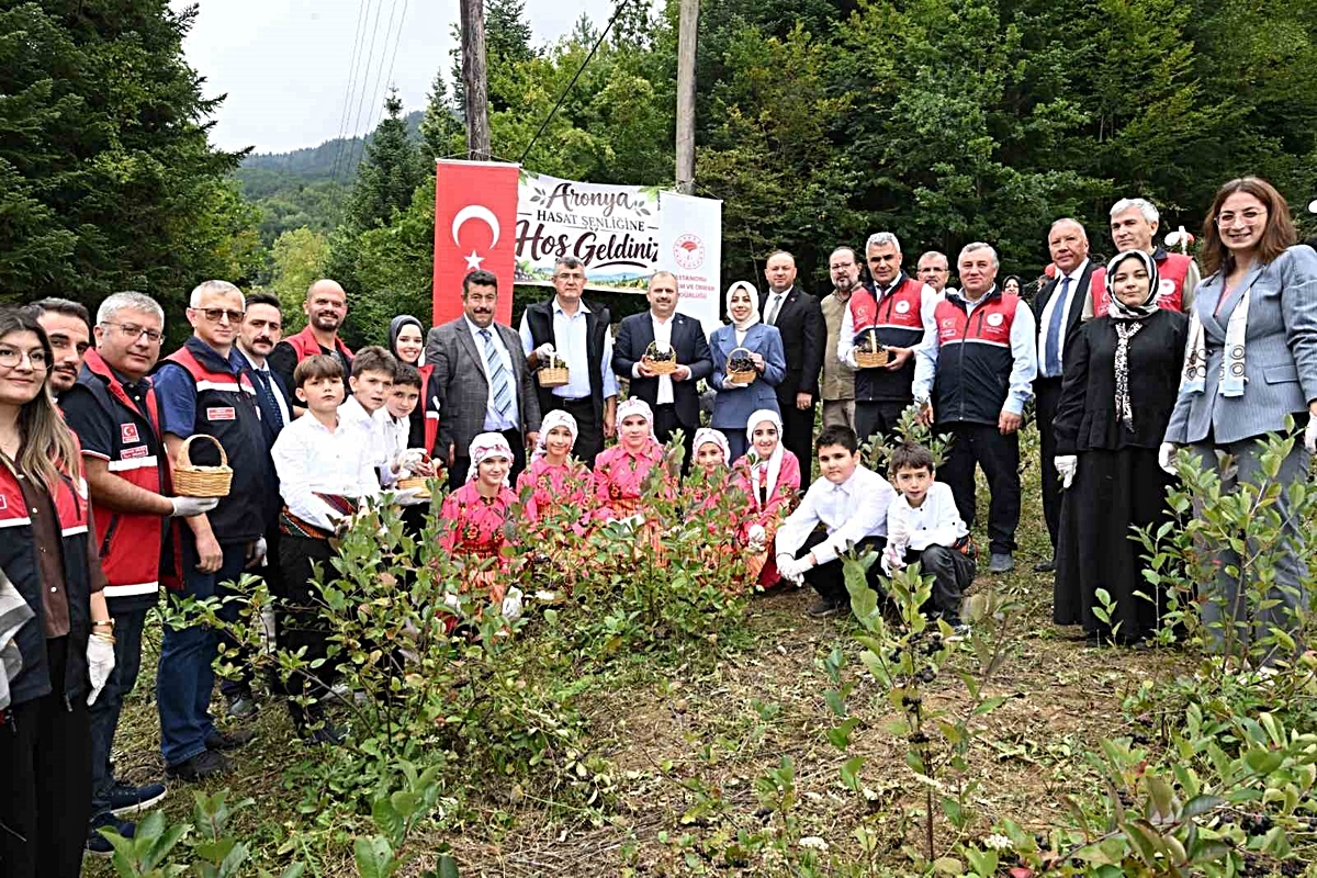Kastamonu Şenpazar’da aronya hasadı başladı, yaklaşık 7 ton rekolte bekleniyor
