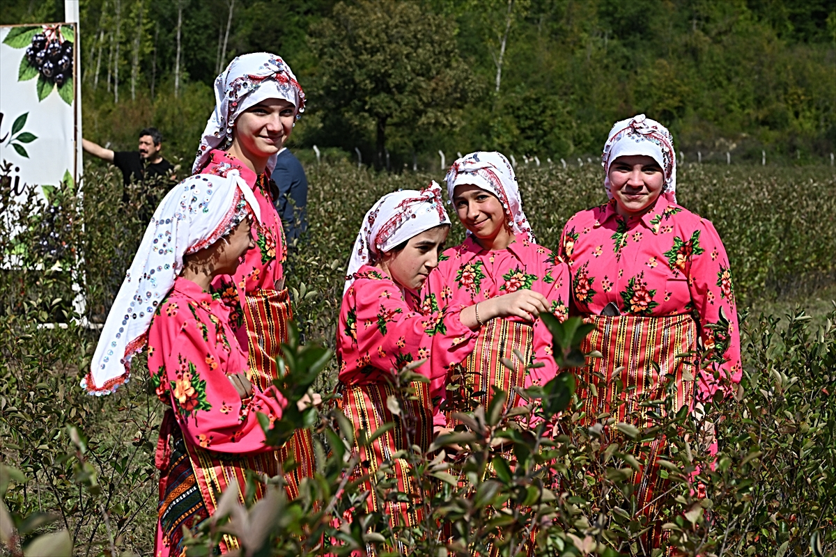 Kastamonu Şenpazar'da aronya hasadı yapıldı, 7 ton rekolte bekleniyor