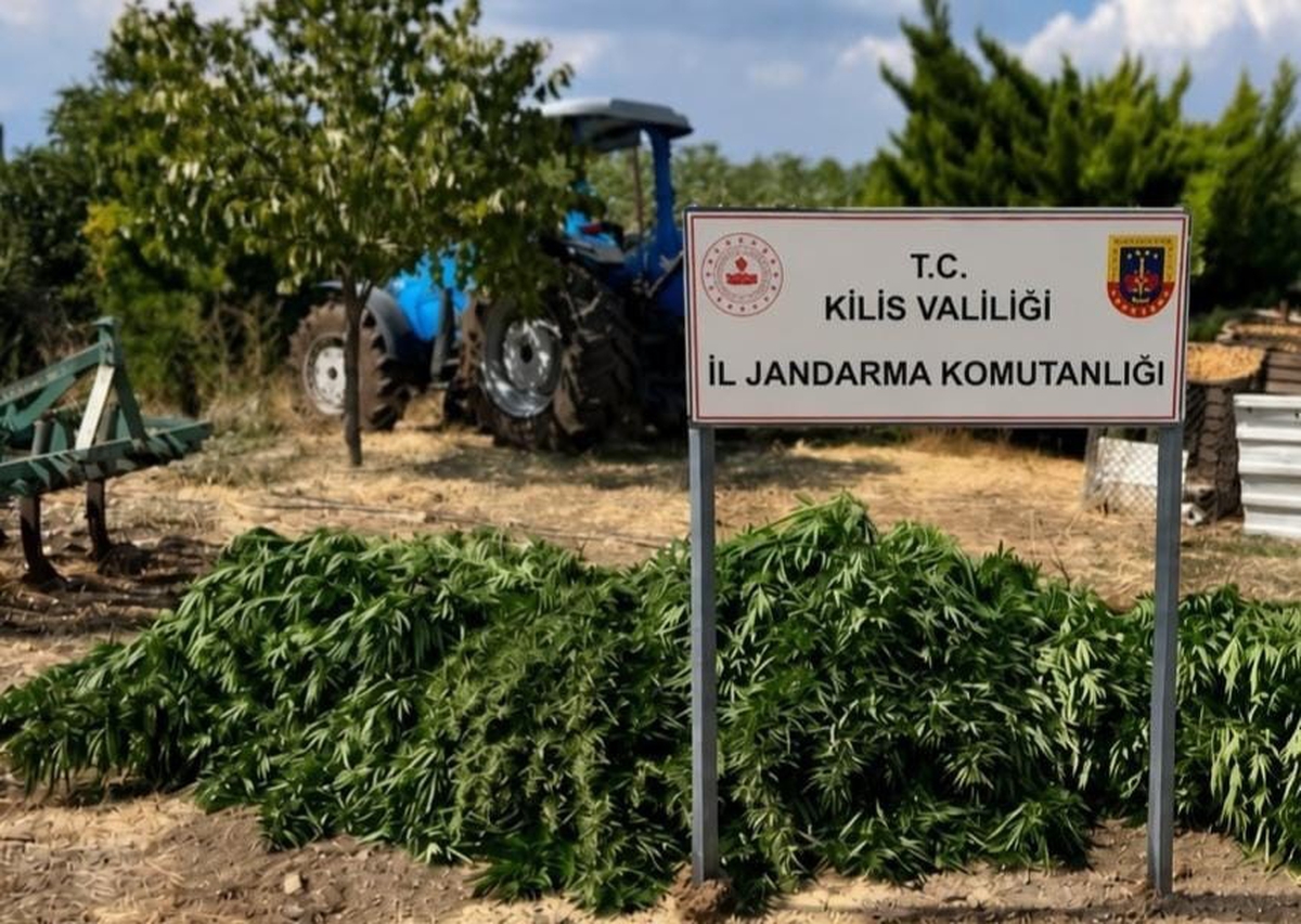 Kilis'te jandarma operasyonunda 40 kilo 500 gram esrar ve 65 kök kenevir bulundu