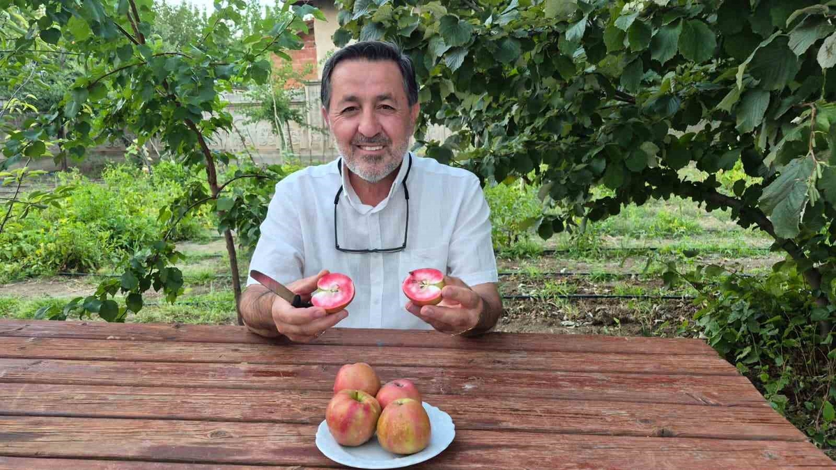 Posof'un içi kırmızı elması Yozgat Sorgun'da ikinci yılında 23 meyve verdi