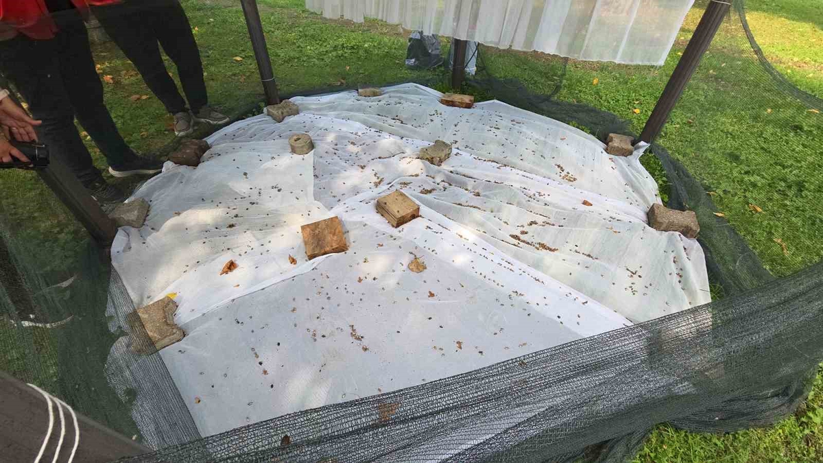 Samsun'da kahverengi kokarcaya 26 bin 400 feromon tuzağıyla cezbet-öldür uygulanıyor