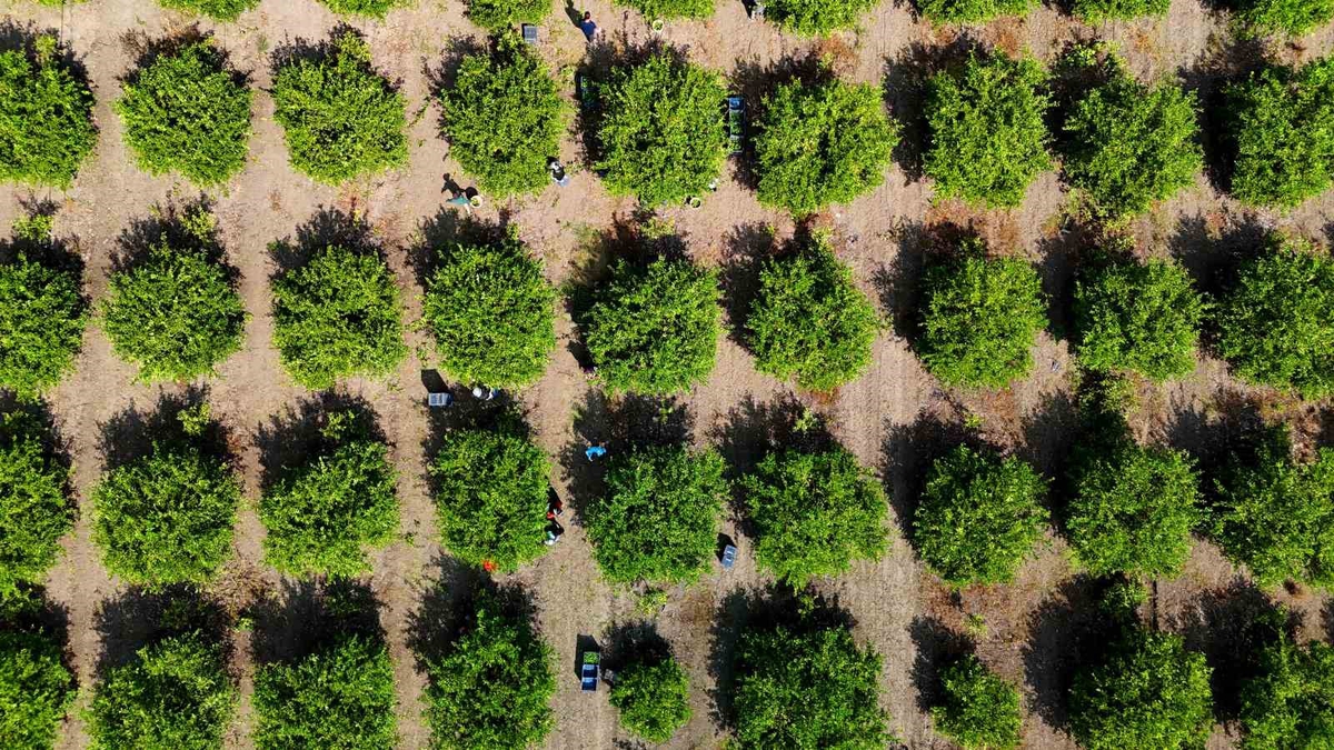 Adana'da limon ihracat izni çıktı, Karadeniz'de gemi trafiği durunca üretici endişeli