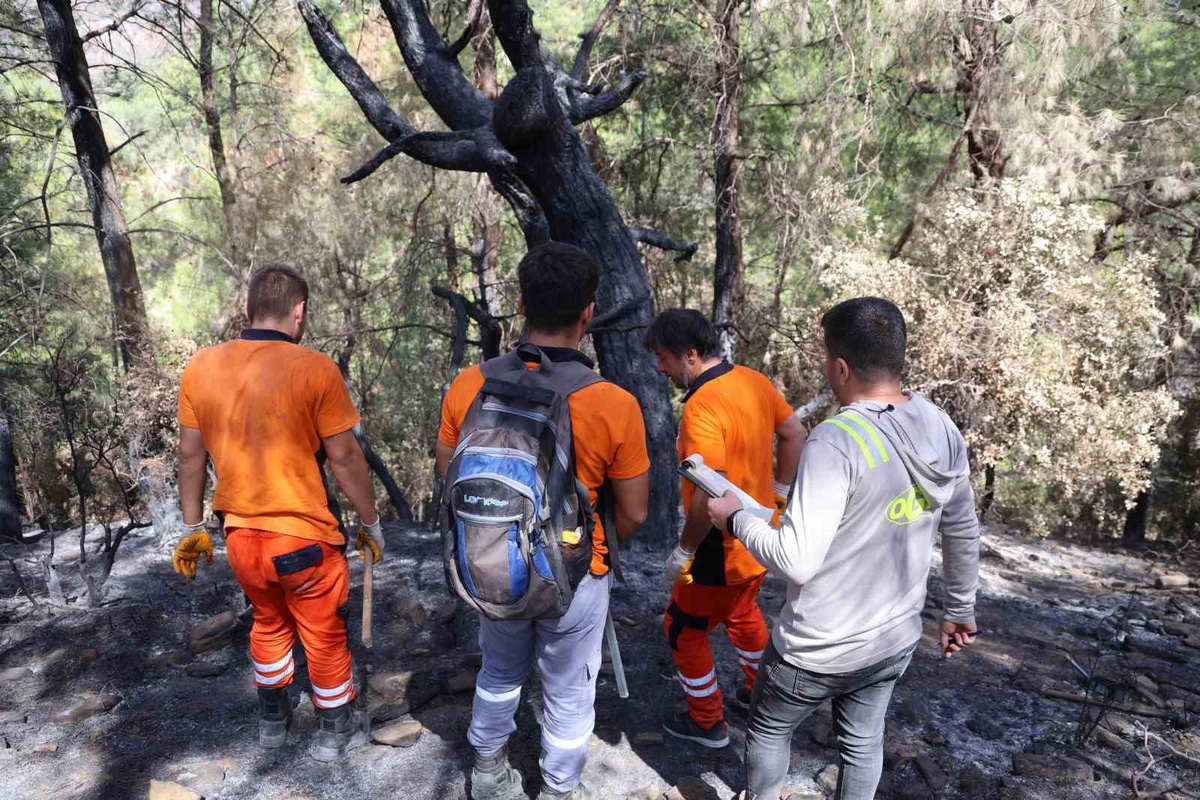Adana Kozan'da 5 bin 903 hektarlık yangın sahasında ağaç damgalama başladı