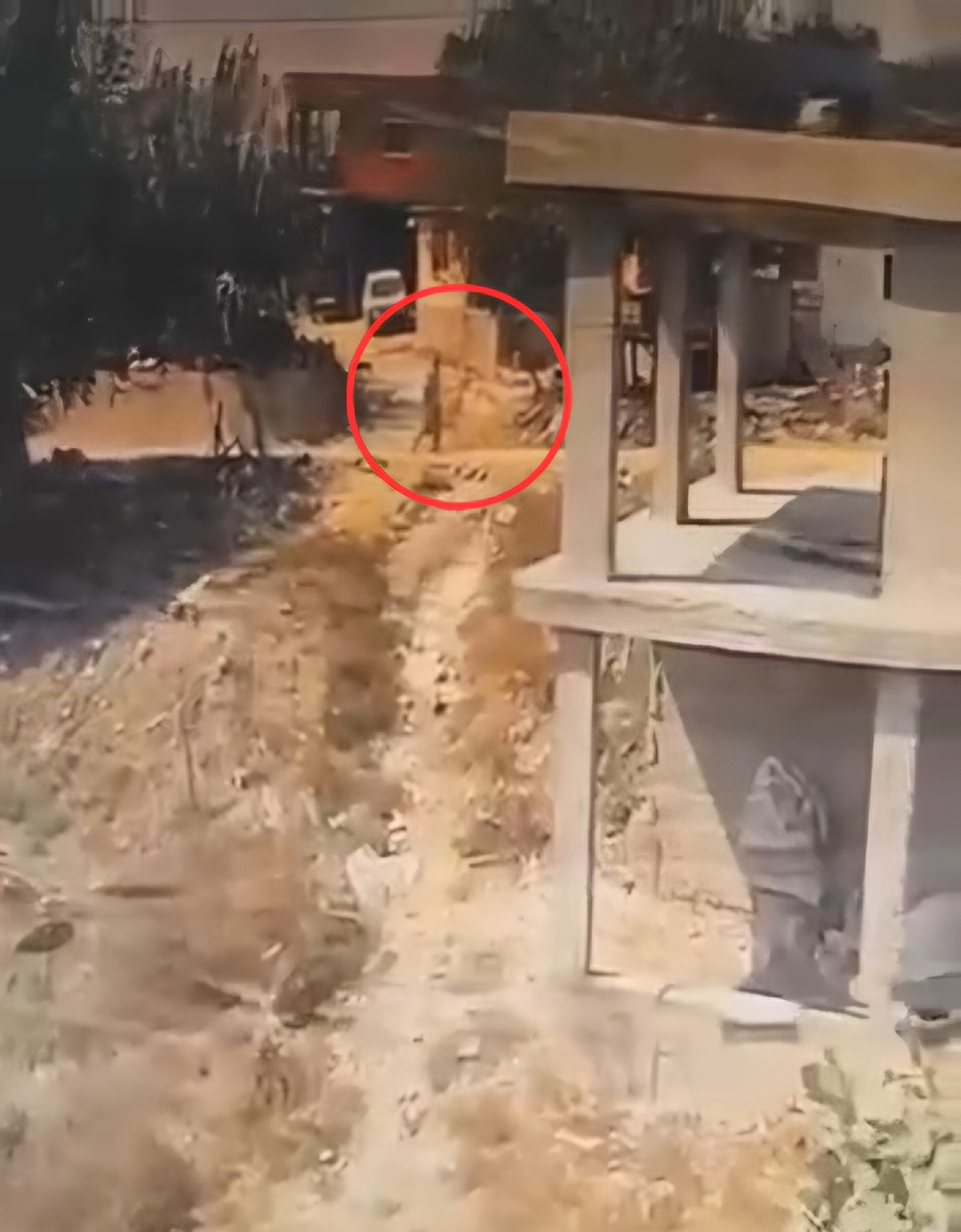 Adana Sarıçam'da köpeğe sopayla şiddet uygulayan kişi hakkında soruşturma başlatıldı