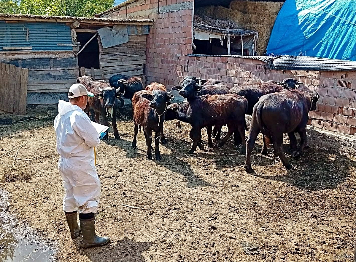 Afyonkarahisar'ın Çay ilçesinde büyükbaş hayvanlara şap ve brusella aşıları yapıldı