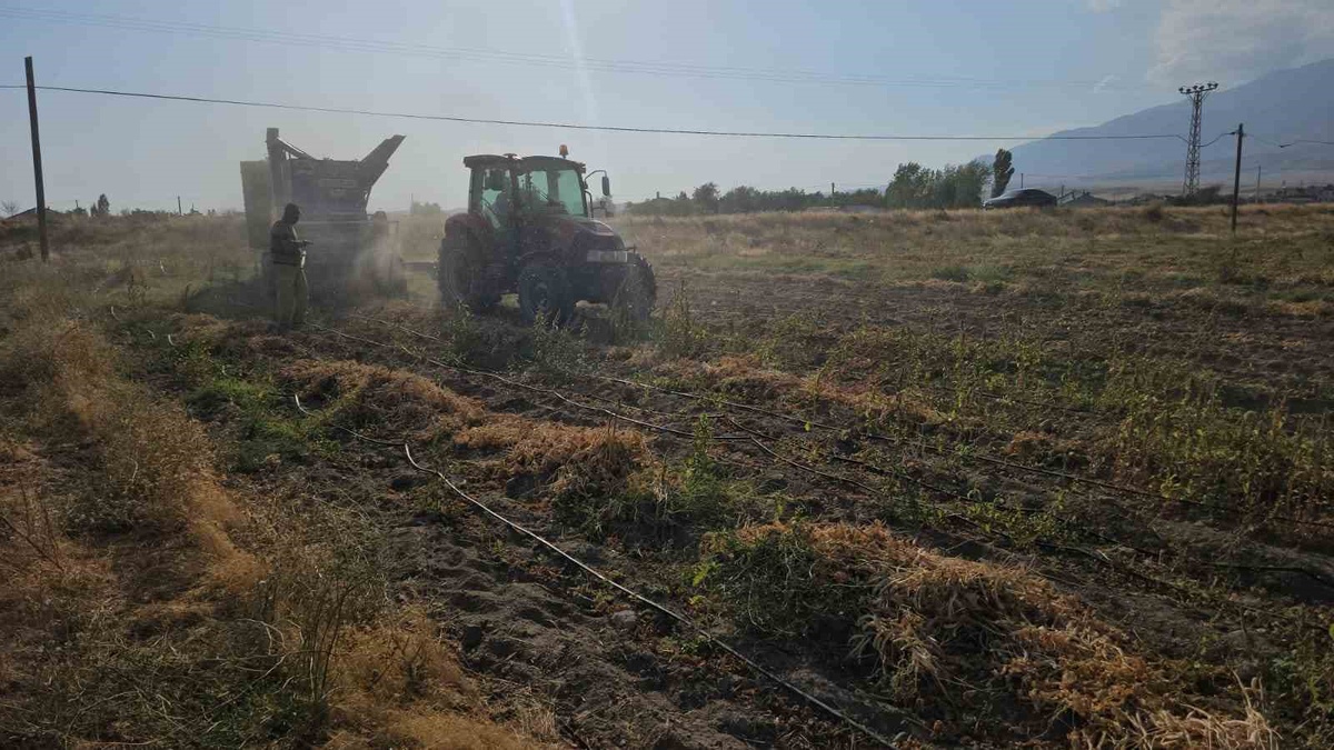 Bitlis Adilcevaz'da fasulye hasadı başladı, kilosu 60-70 TL'den alıcı buluyor