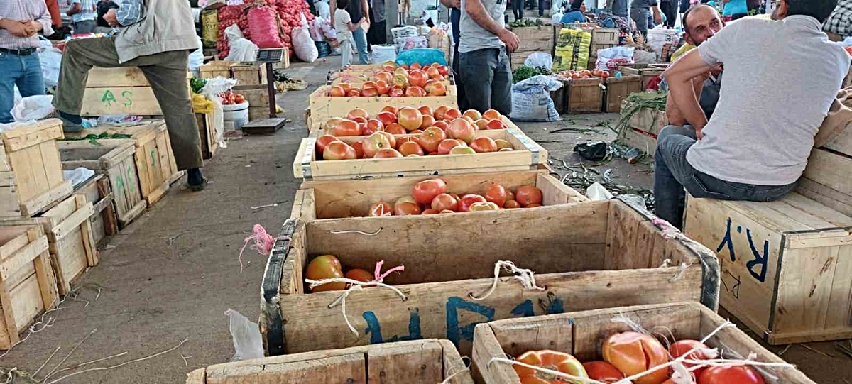 Diyarbakır Çüngüş’te Atalar domatesi hasadı başladı, fiyatı 20-30 lira