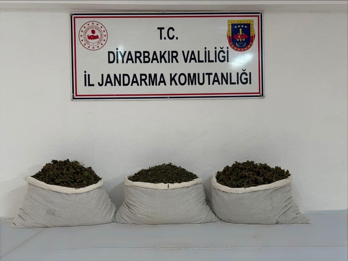 Diyarbakır'da operasyonda 25 şüpheliye işlem yapıldı, 253 bin 752 kök kenevir bulundu