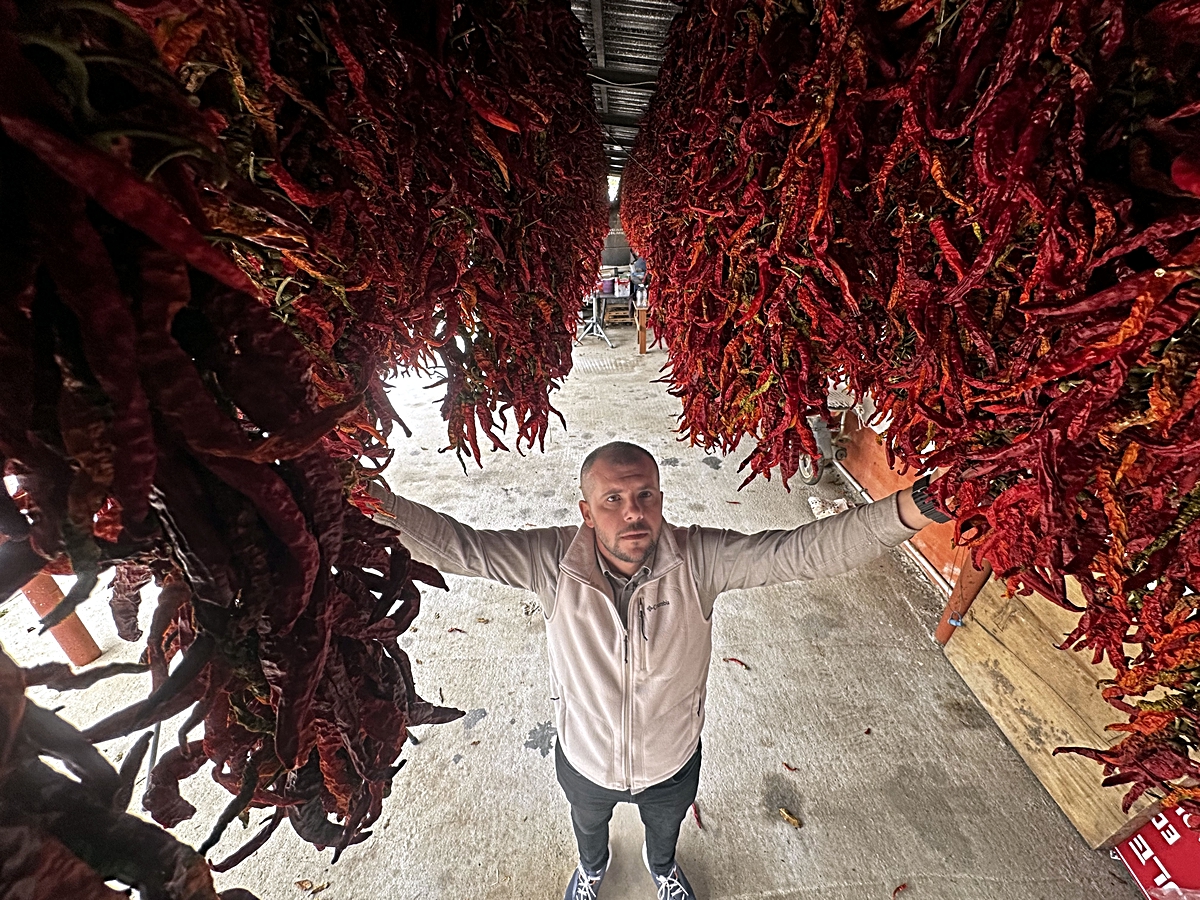Edirne'de Karaağaç biberinin kurutma mesaisi başladı, kuru kilosu 3 bin TL oldu