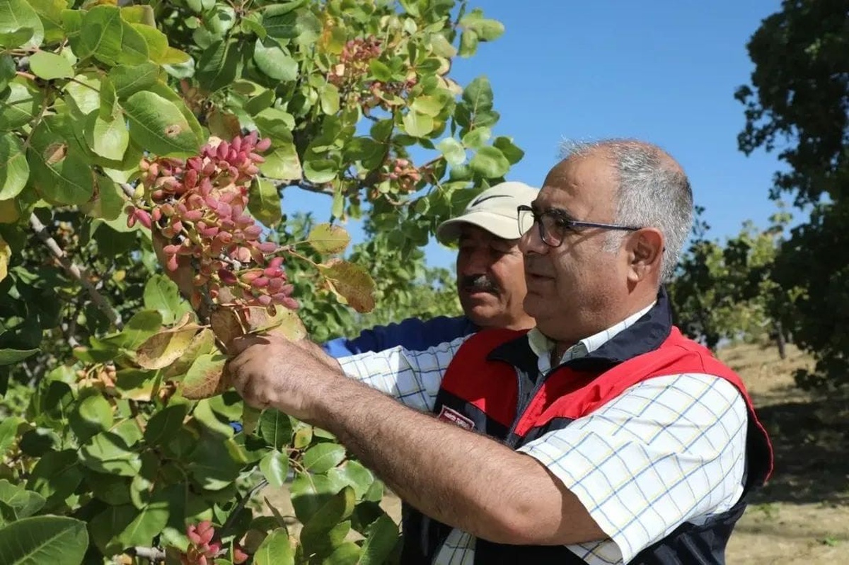 Elazığ'da 2026 Antep fıstığı hasadı başladı, yaklaşık 38,4 ton rekolte bekleniyor