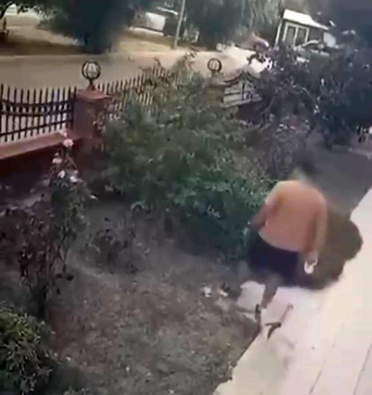 İzmir Bayraklı'da köpeğini gezdiren kişi anne kediyi tekmeledi