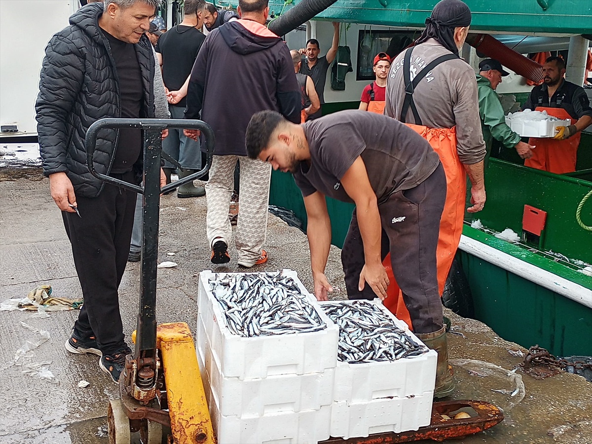 Karamürsel balıkçıları Marmara'dan yüzlerce kasa hamsiyle döndü