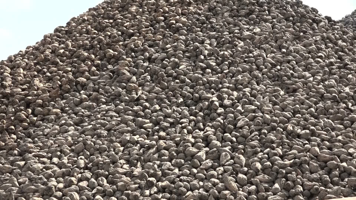 Malatya Şeker Fabrikası'nda 71. pancar alımı 60 bin ton şeker hedefiyle sürüyor