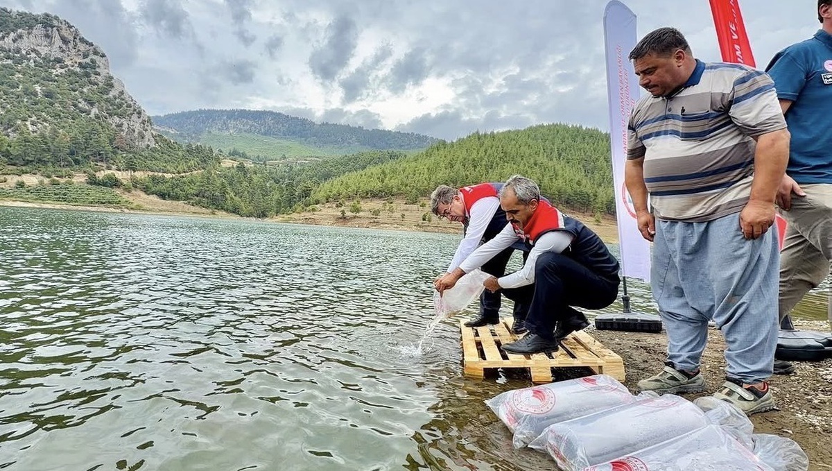 Mersin’de balıklandırma projesi 9 ilçede 347 bin yavru sazanı suyla buluşturdu