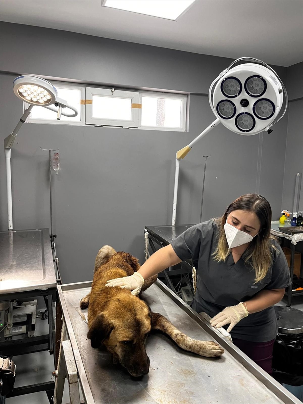 Ordu Aybastı'da sahipsiz köpeğin çenesine batan demir parçası çıkarıldı